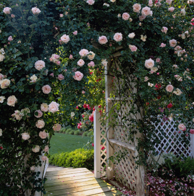 garden-climbing-roses