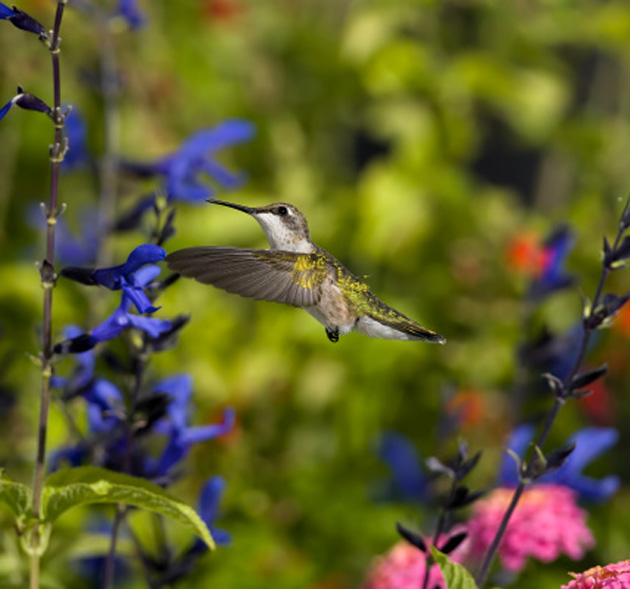 garden-hummingbird