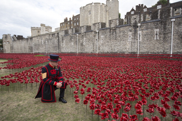 Volunteers Continue To Plant Ceramic Poppies At Tower Of London