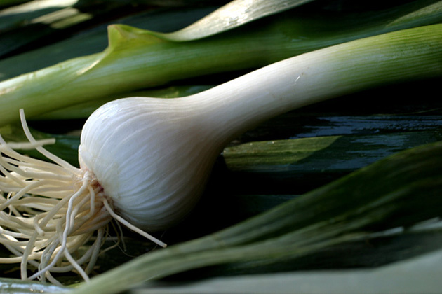 superfood-garlic