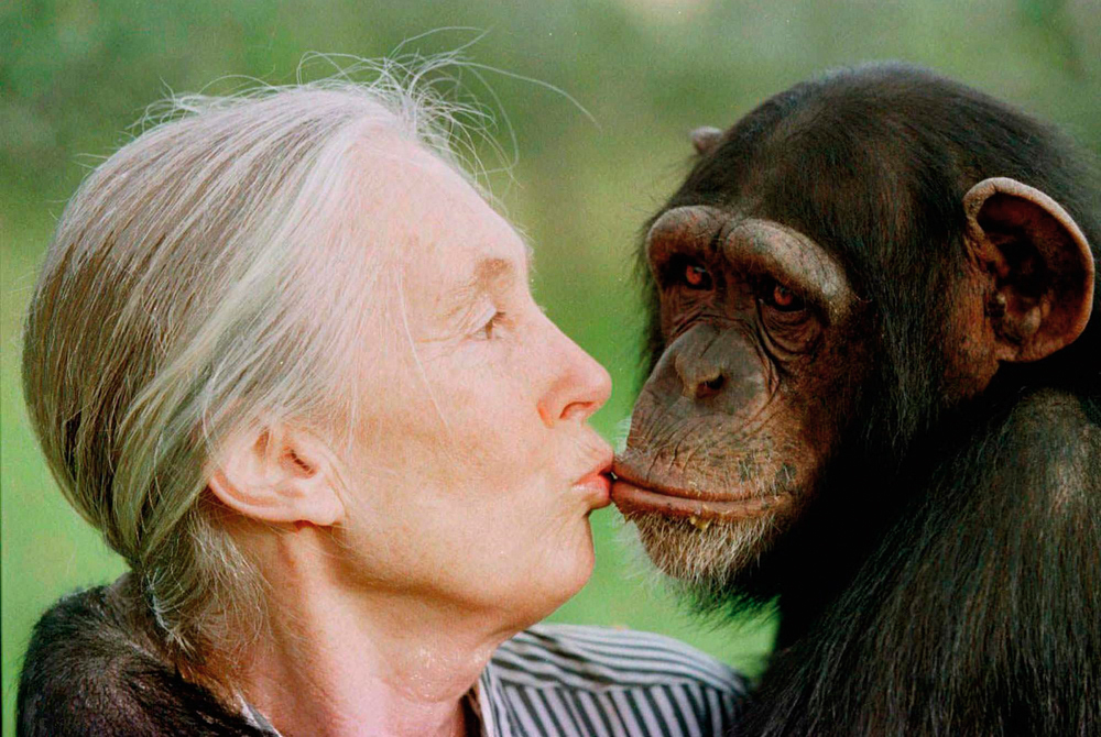 Jane Goodall gives a little kiss to Tess, a female chimpanzee at the Sweetwaters Chimpanzee Sanctuary near Nanyuki, 110 miles north of Nairobi in this Dec. 6, 1997 photo. Goodall has plenty of experience bringing humans and chimpanzees together. Now she hopes to help farmers and migrating cranes live together in harmony. Goodall led a discussion Saturday, March 27, 2004 about the cranes and the tourists they draw, about the shrinking Platte River and the danger that poses for both animals and farmers. (AP Photo/Jean-Marc Bouju)