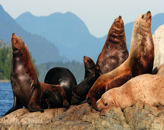 Male sea lions "sunbathing" on rocks in the Broken Group Islands area off the west coast of Vancouver Island, Canada.