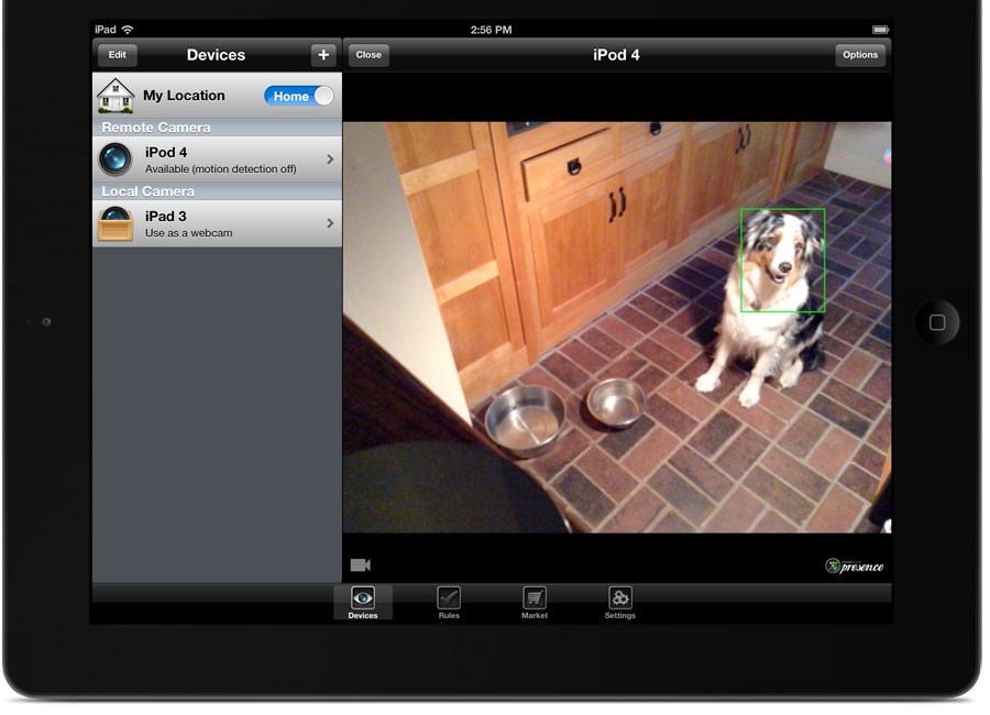 A photo of an iPad with the presence app pulled up. The camera is pointed at a dog sitting in the kitchen. 
