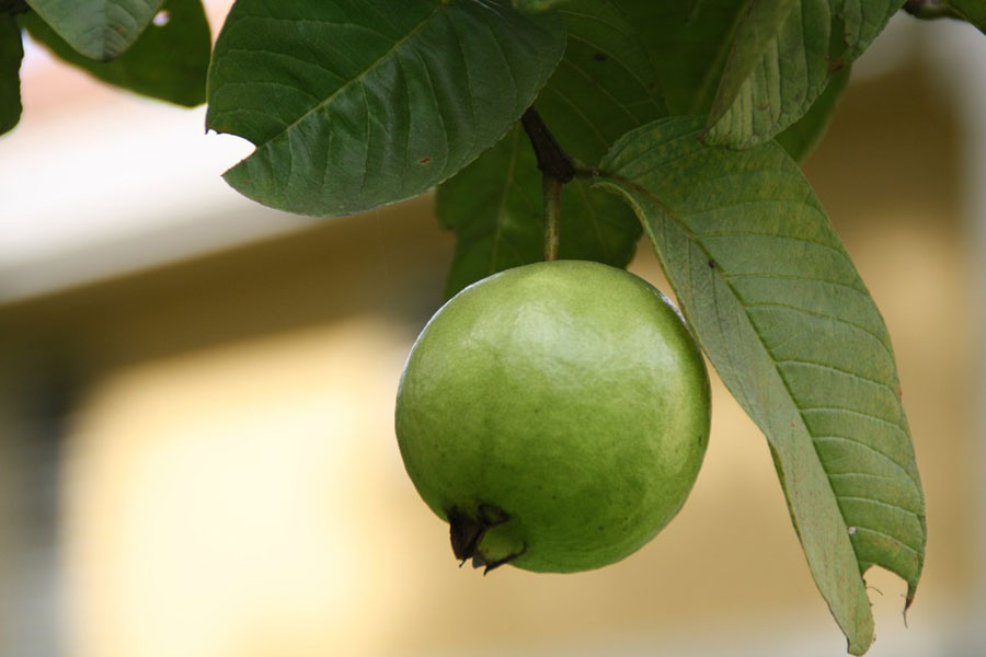 A guava fruit hanging on the tree. 