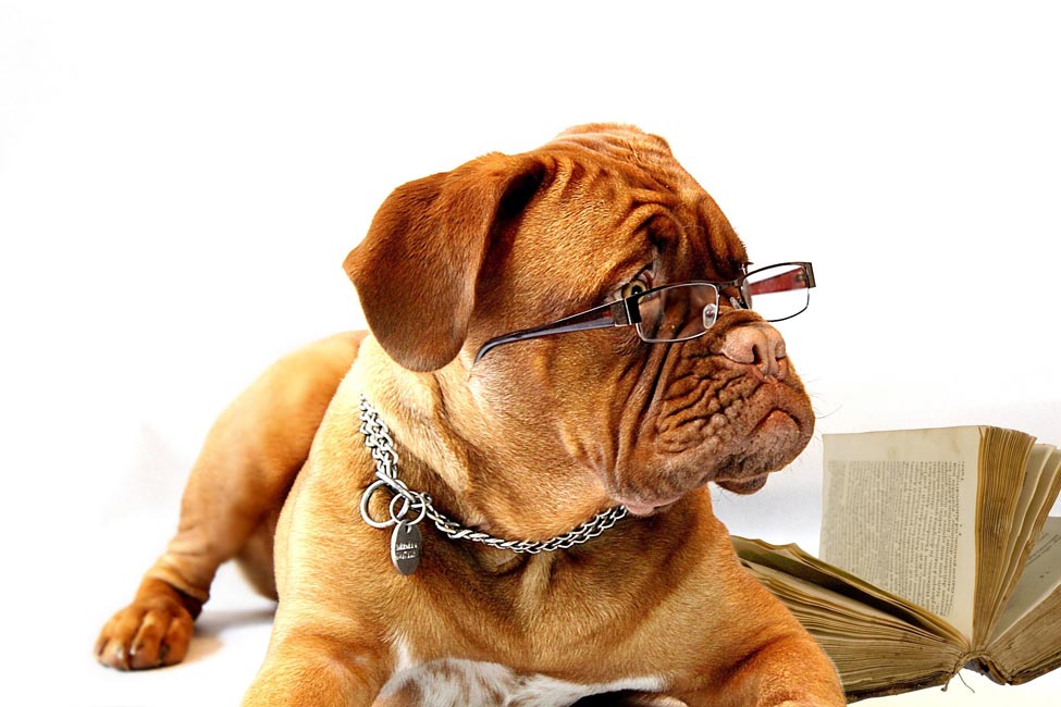 Dog wearing glasses beside book