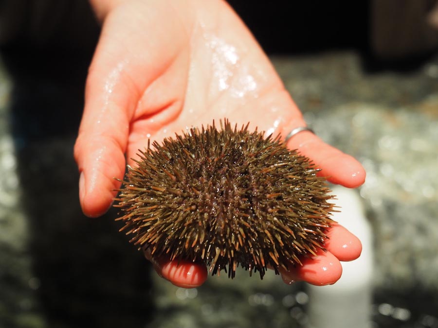 A sea urchin from the touch pool at Exploramer.