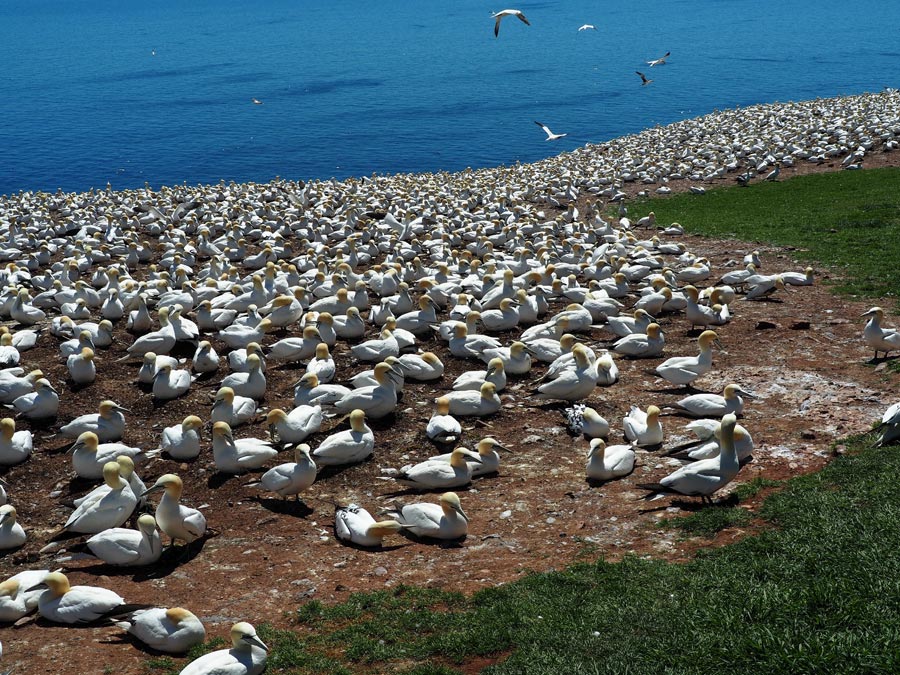 L'lle Bonaventure has the largest colony of Northern gannets in North America.