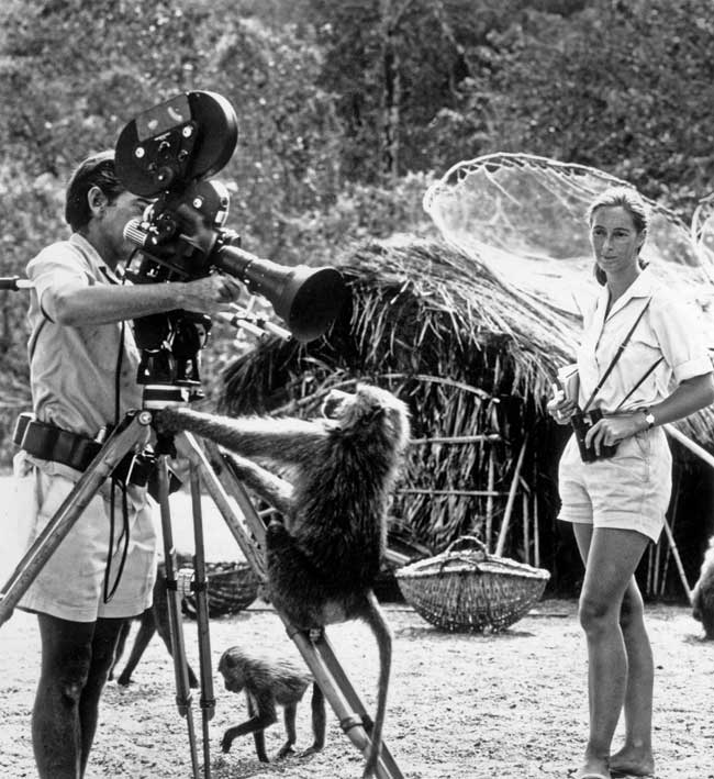 Goodall watching her photographer husband, Baron Hugo Von Lawick, adjust a camera with the help of a baboon in the Gombe Reserve, Africa.