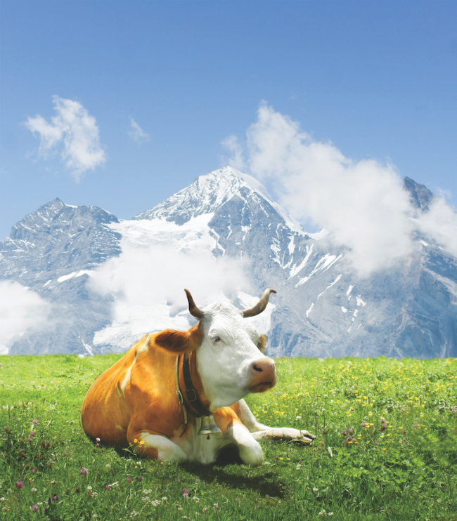 A photo of a spotted cow laying on the grass in front of a mountain.