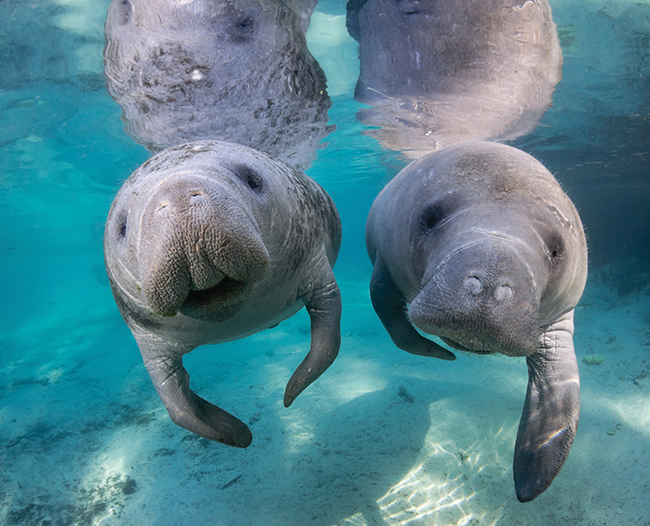 A photo of two small manatees.