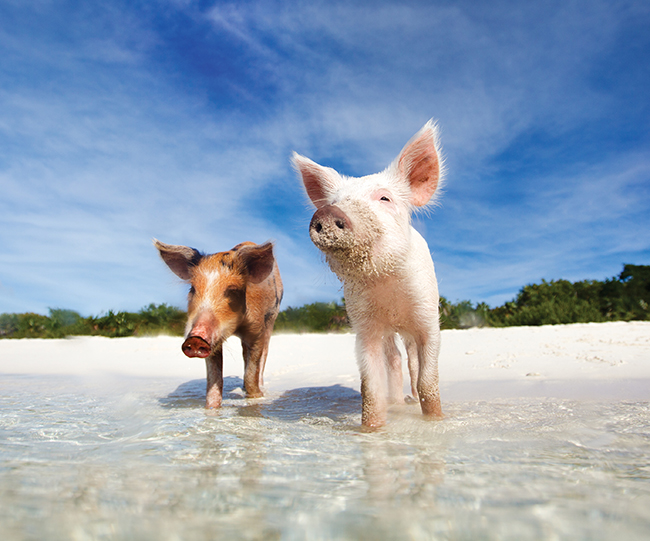 A photo of the resident pigs on Staniel Cay.