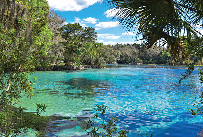 A photo of Clear spring water in Ocala National Forest.