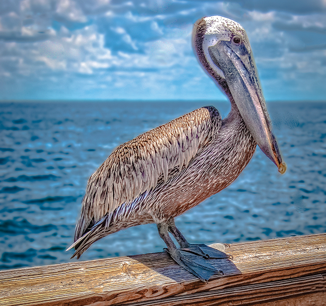 A Florida pelican sits on a wooden railing near the Tampa Bay.