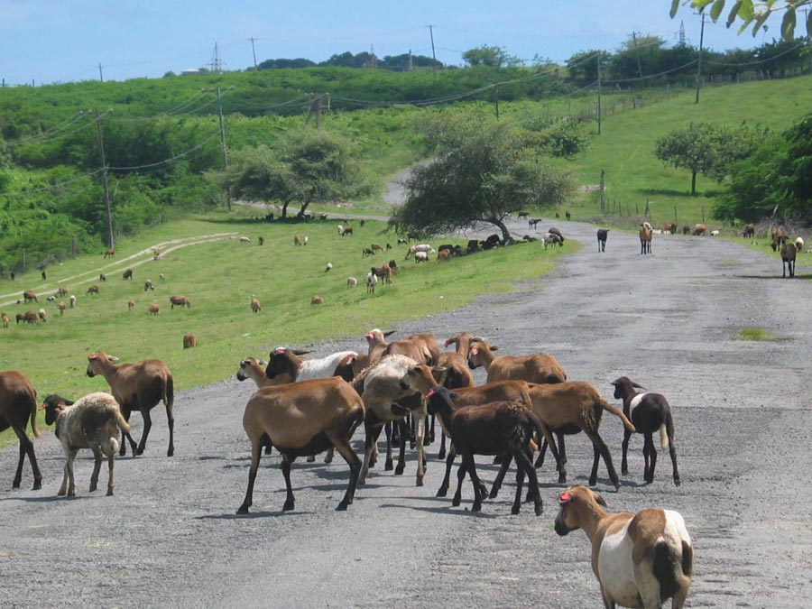 Goats on the roadsides and roadways are a common sight on Antigua.