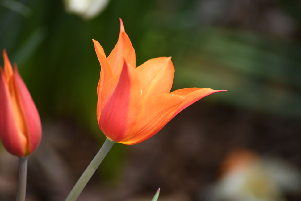 The Liberation75 tulip, commonly known as the Orange Emperor, was chosen as a nod to the Dutch Royal family because it is orange and has a crown-like shape. Photo: Courtesy of Canadian Tulip Festival