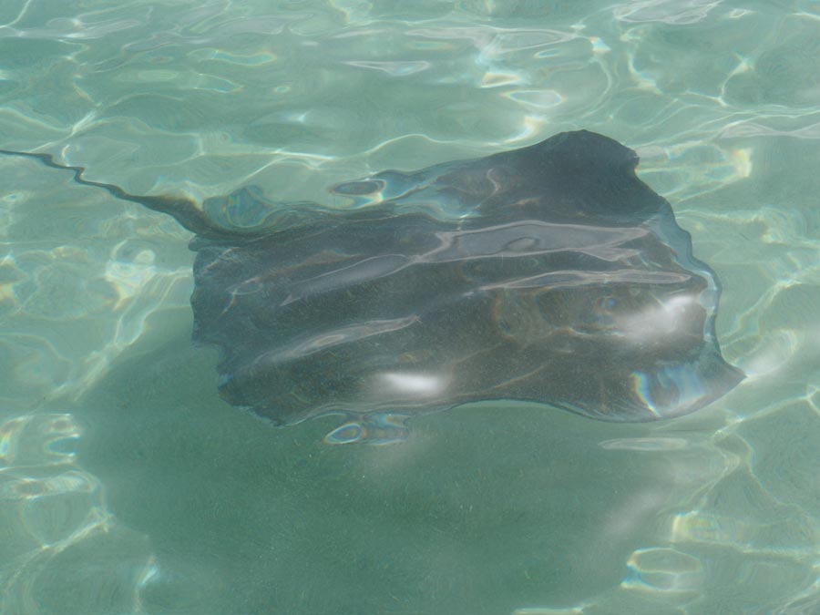 Southern stingrays are curious, docile creatures and can be found in the waters off Antigua. Observing them in their natural patterns is preferable to seeing them managed through “feeding.” 
