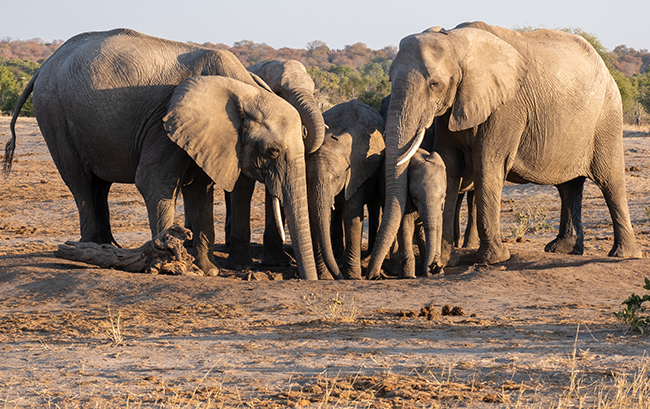A small group of elephants.
