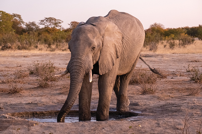 A photo of an elephant at a watering hole.