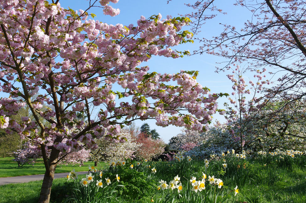 Kew in Spring 2020. Photo: Kew Gardens/Richard Wilford